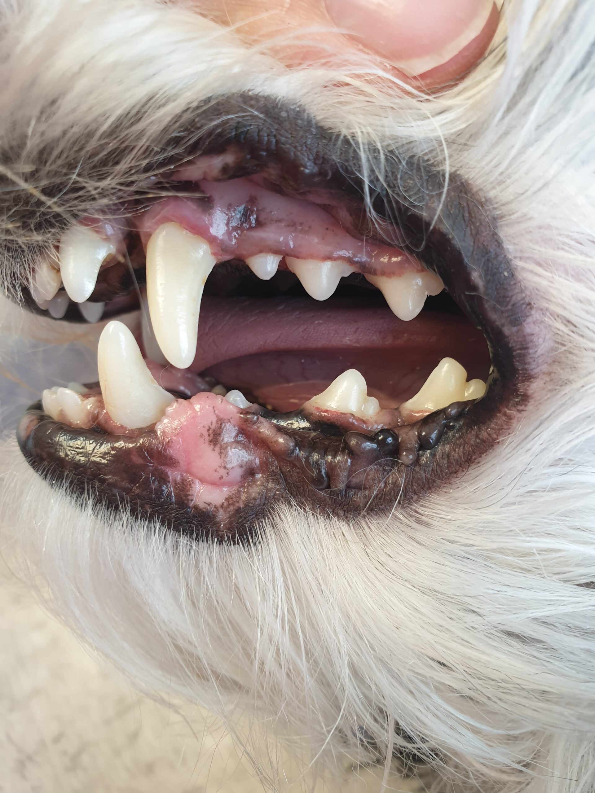 après détartrage chien